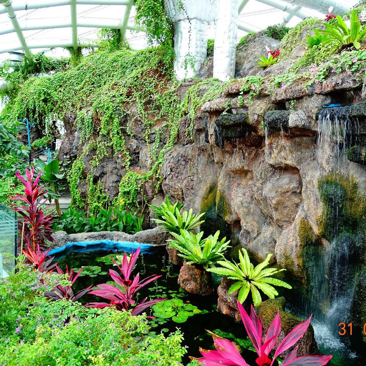 konya-tropikal-kelebek