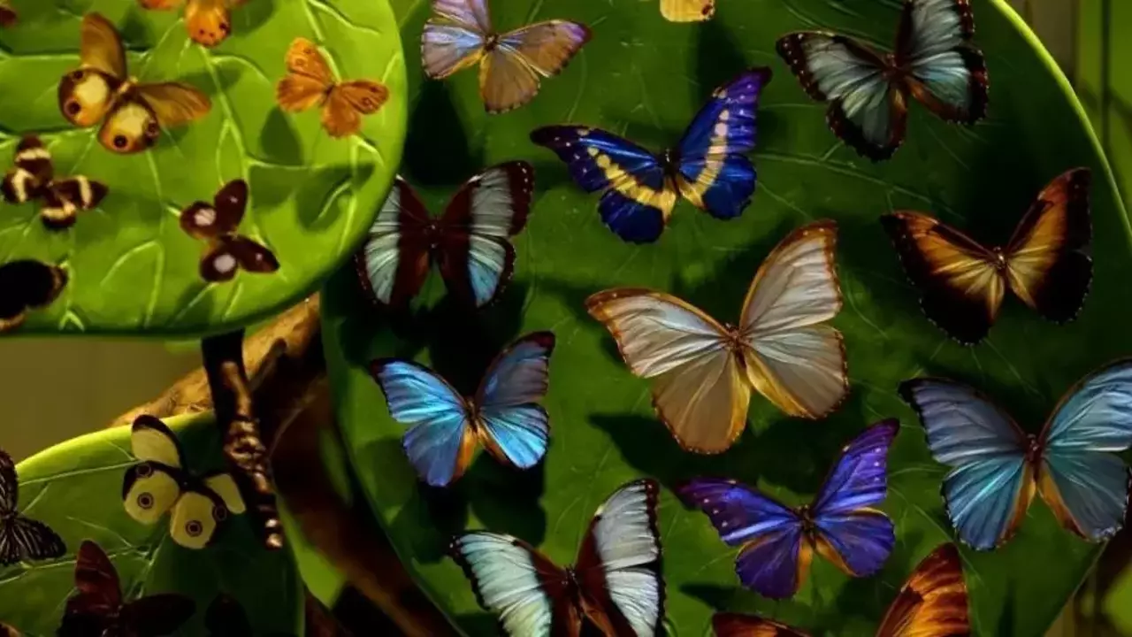 tropikal_kelebek_bahcesi_yenilendi_1581408653_8623